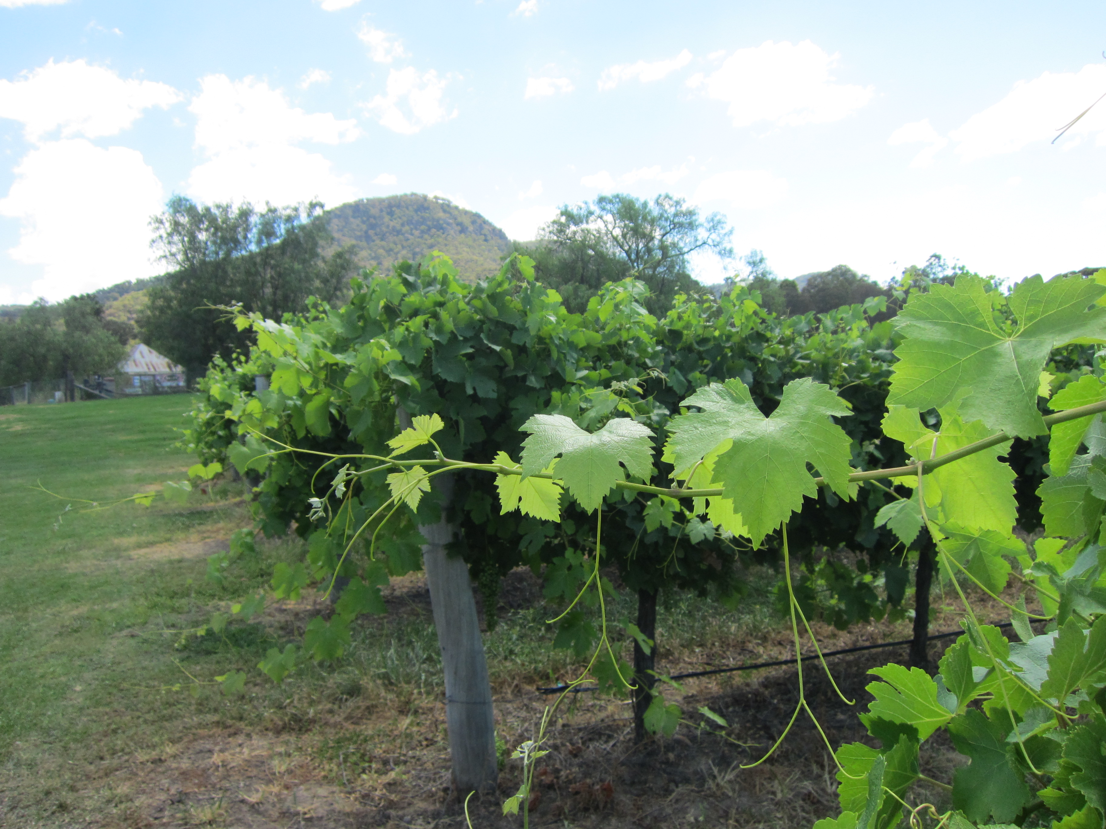 Hunter Valley, NSW