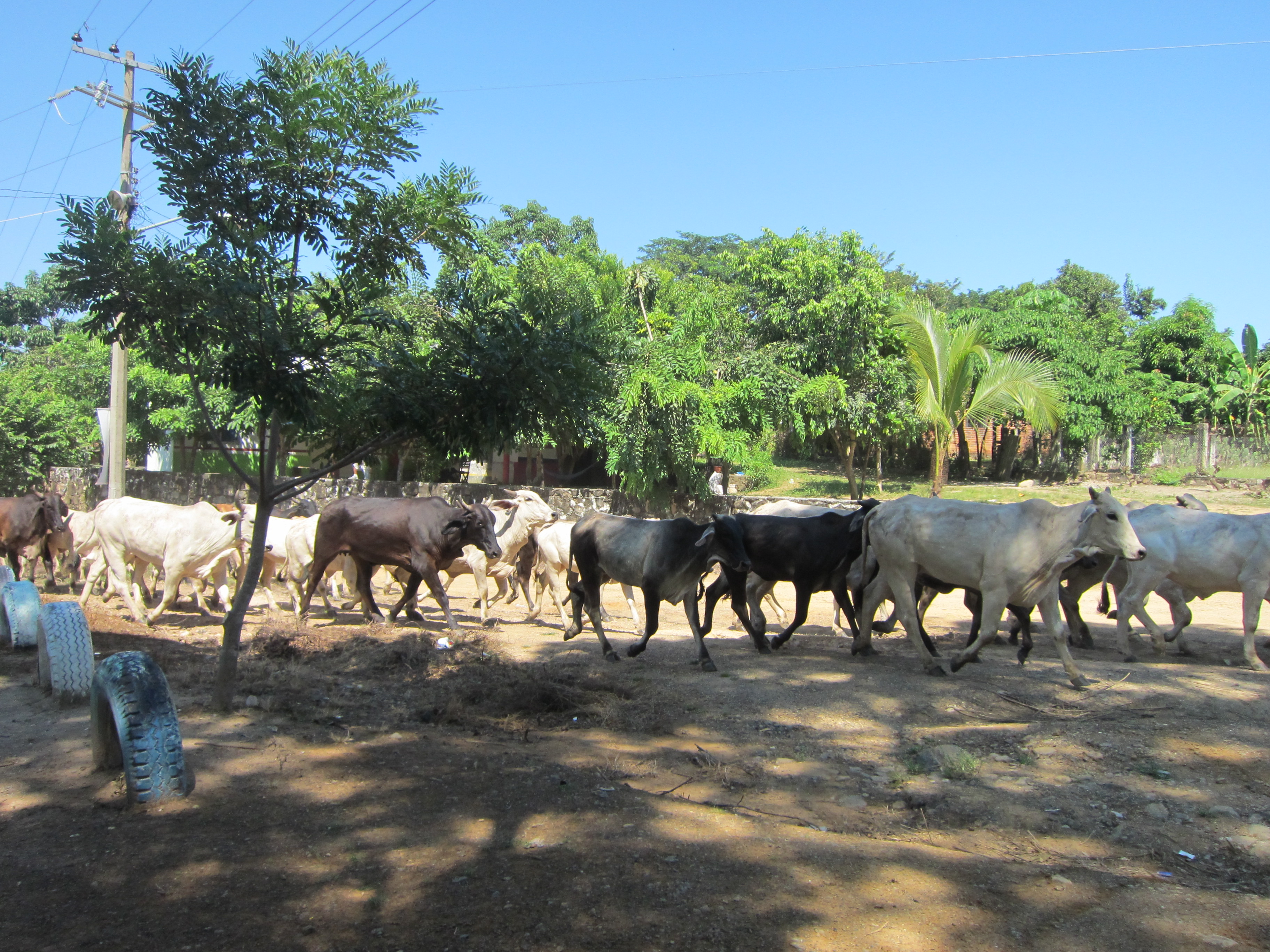 Spotted!   Cattle on the move, Mexico