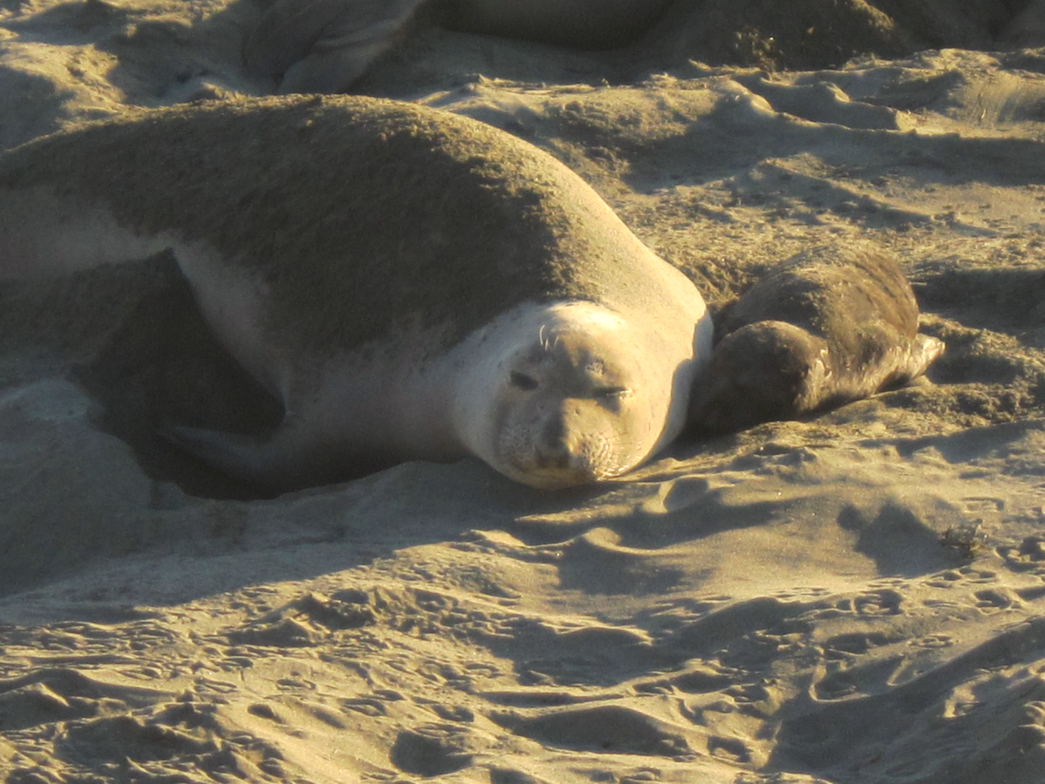 Spotted! Elephant seal giving birth, California