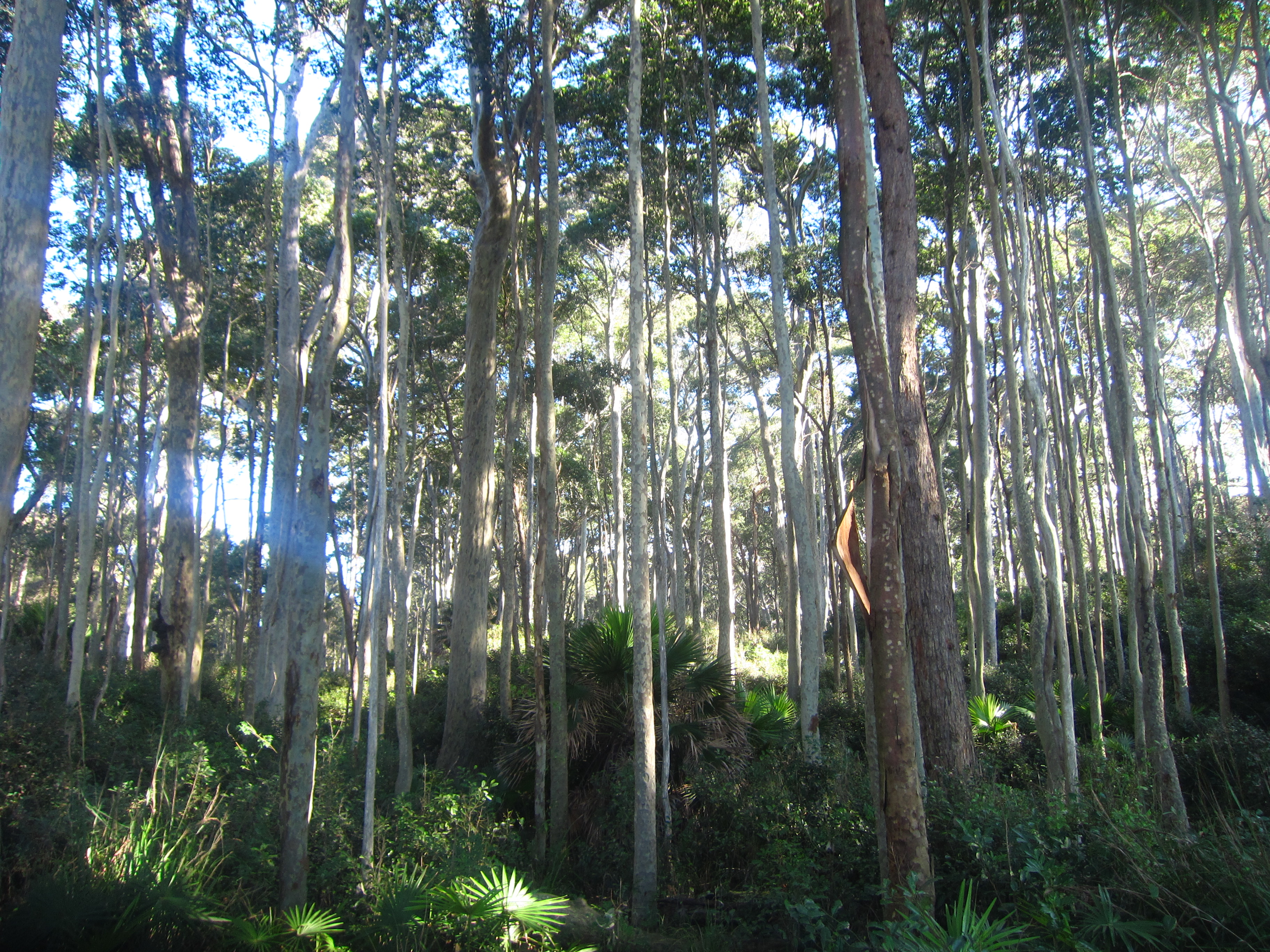 Photo Of The Week… Trees