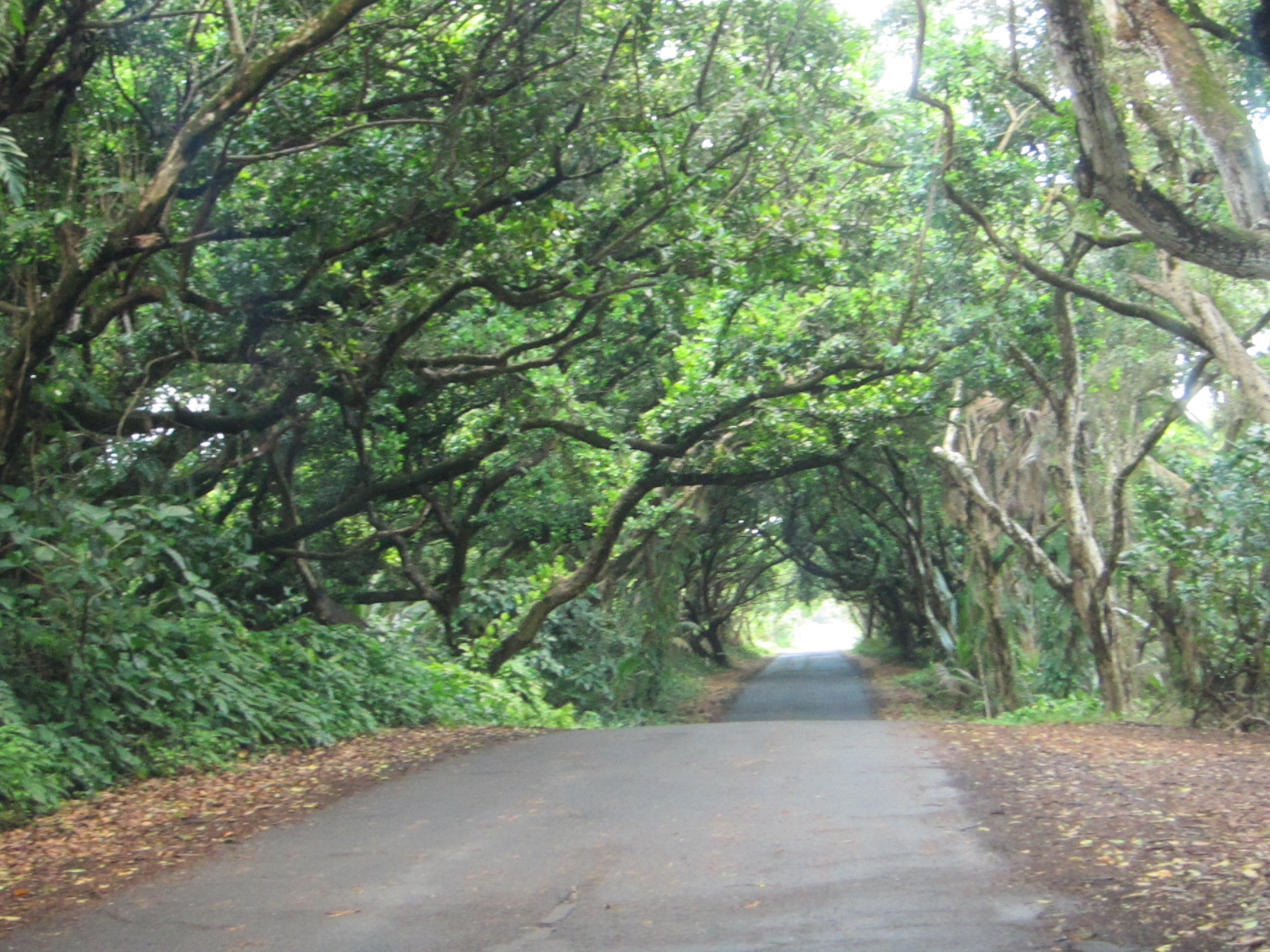 Red Road, Hawaii Big Island