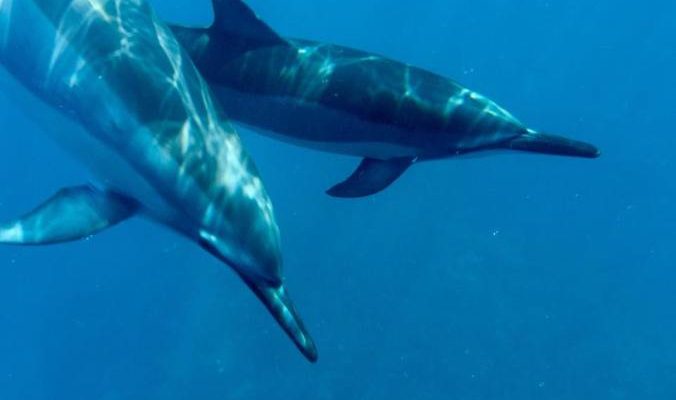 Swimming with Dolphins
