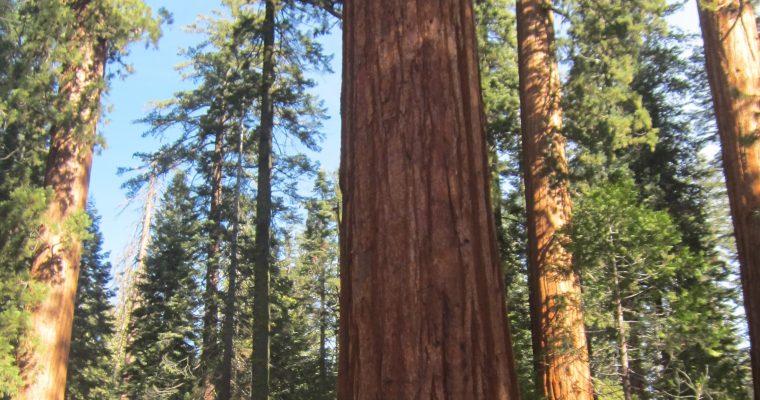 Travel Quotes… Trees