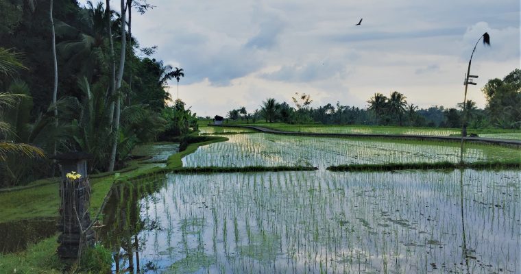 Photo Of The Week … Ubud