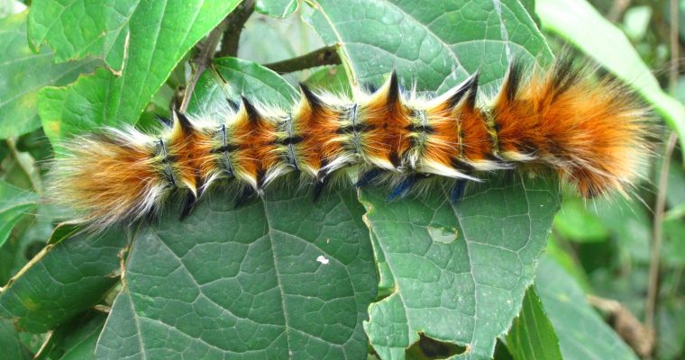 Travel Photography – Insects