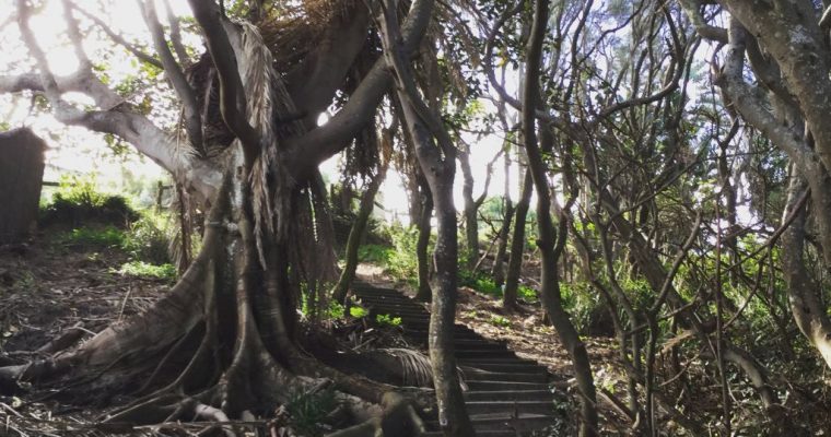Photo of the Week…Roots