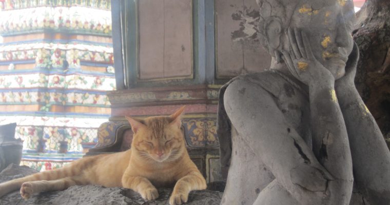 Travel Photography – Cats