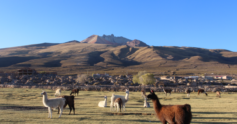 Spotted! Llamas and Alpacas in South America