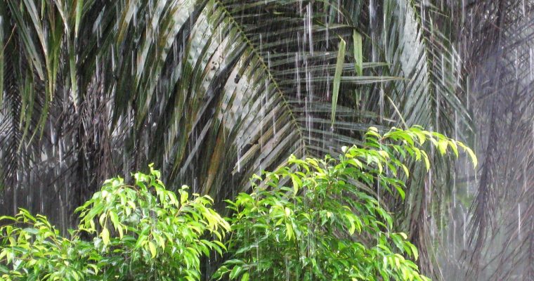 Photo of the Week … Borneo Downpour